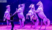 Weltweihnachtscircus 06.12.2023